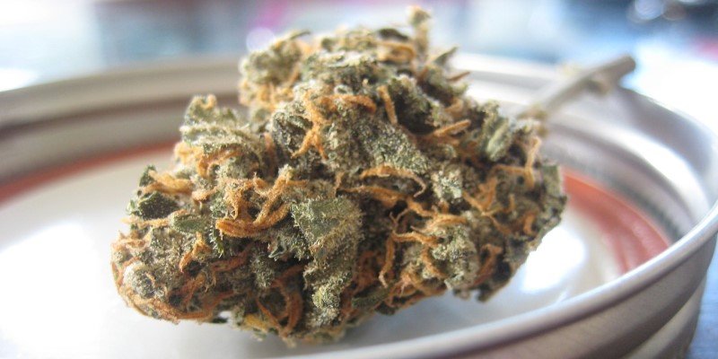 Cannabinoide Zucht Gewinnung