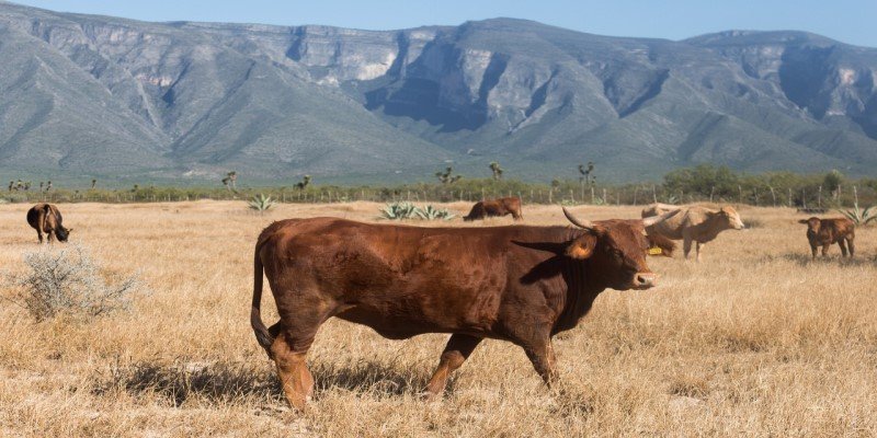 Texas CBD-Bl&uuml;ten Verbot