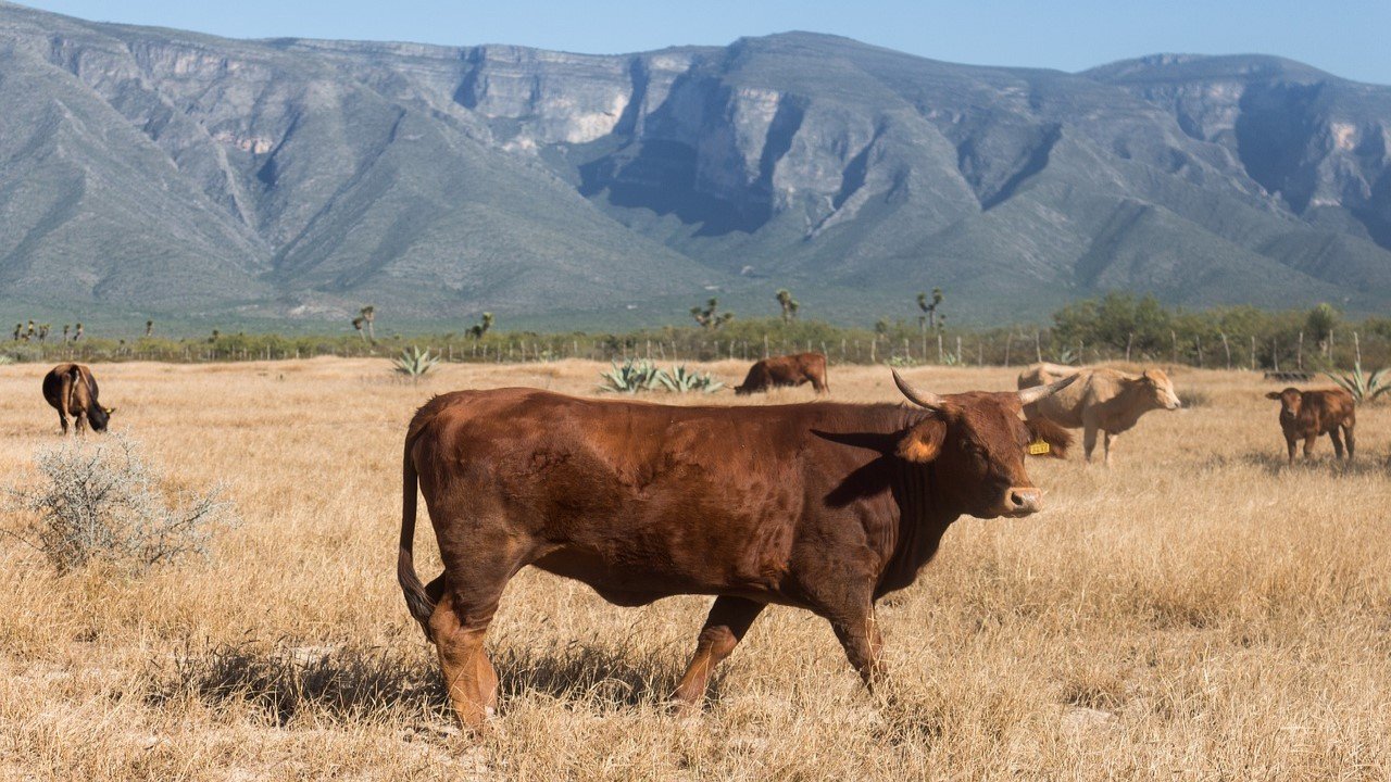 Texas CBD-Blüten Verbot