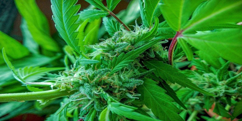 CBD Dosis Anf&auml;nger