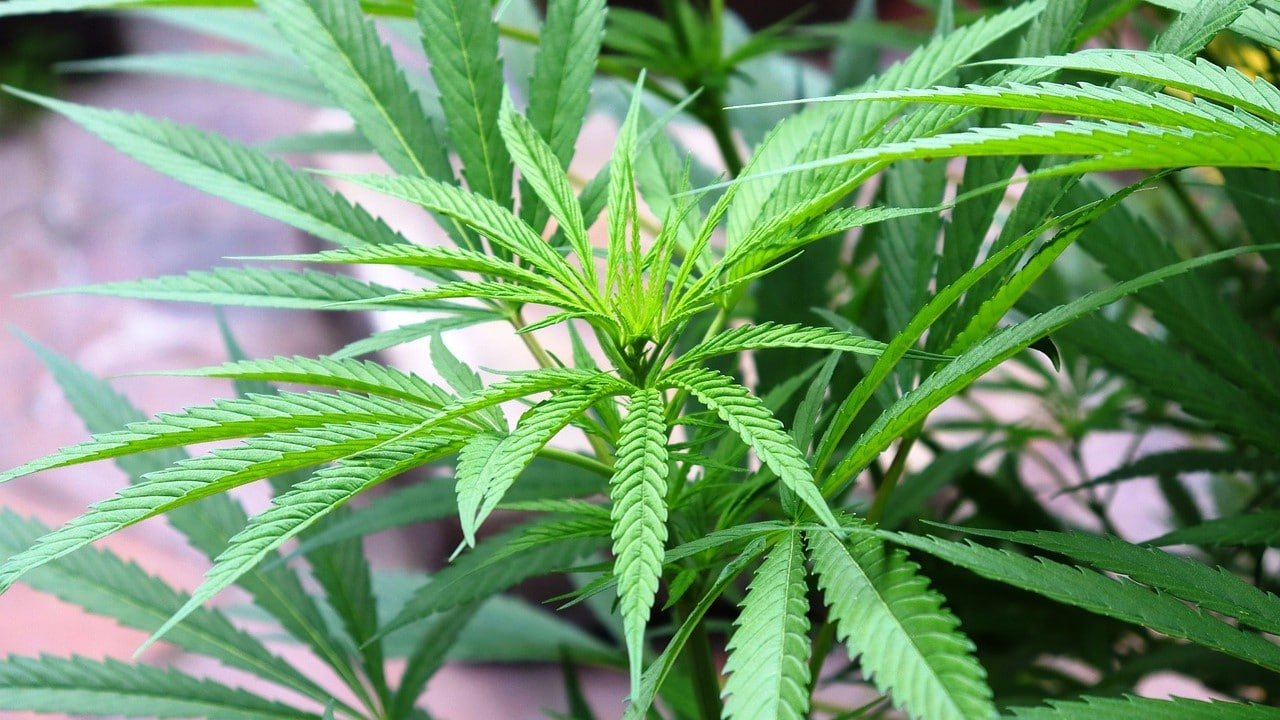 Delta-8-THC CBD Produkte