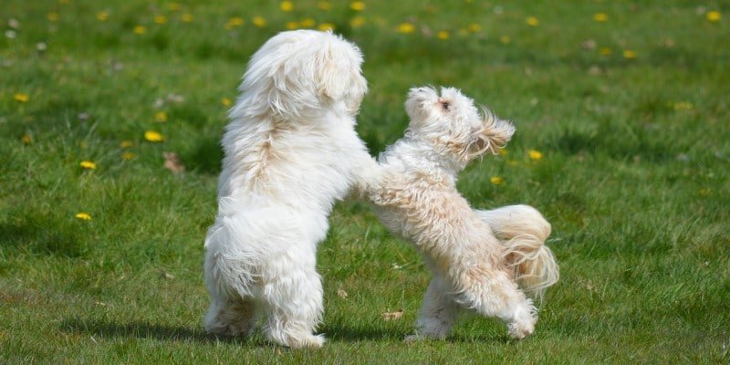 Veterinäre CBD Tiermedizin