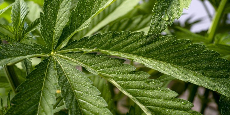 Bewässerung CBD Nutzhanf