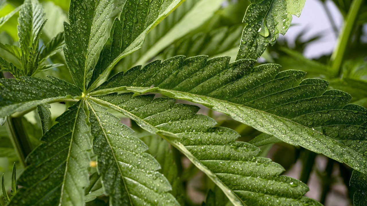 Bewässerung CBD Nutzhanf
