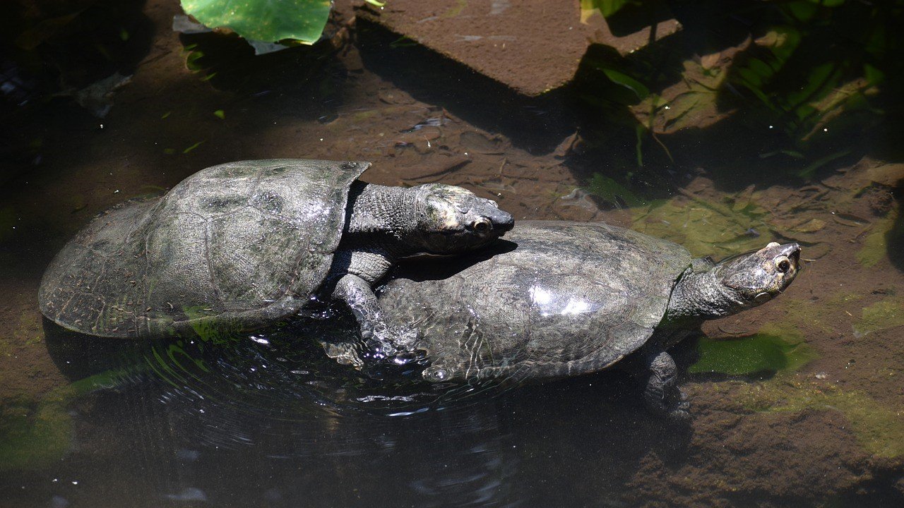 CBD Hanf Sexualhormone