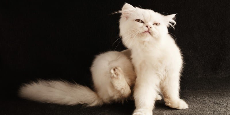 Juckreiz CBD Produkte