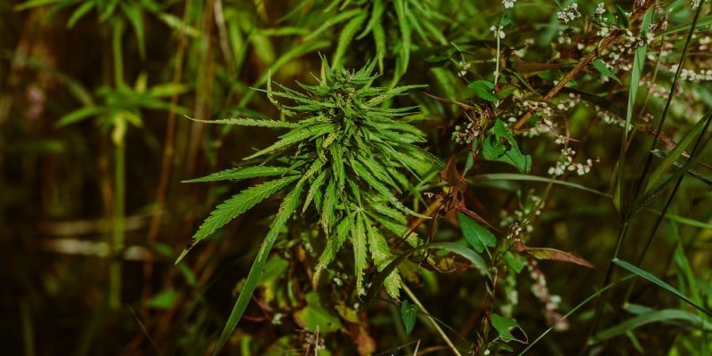 CBD Anbau Bewässerung