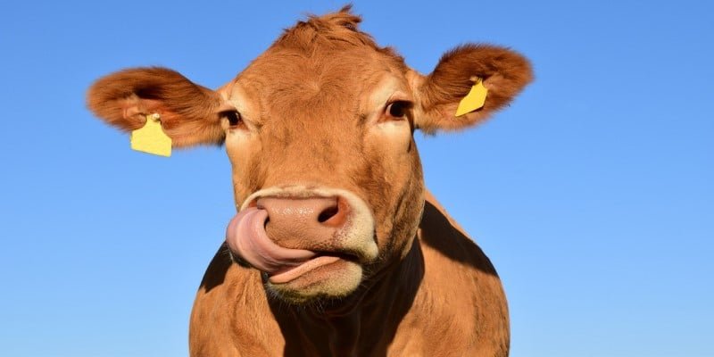 CBD Produkte Nutztiere