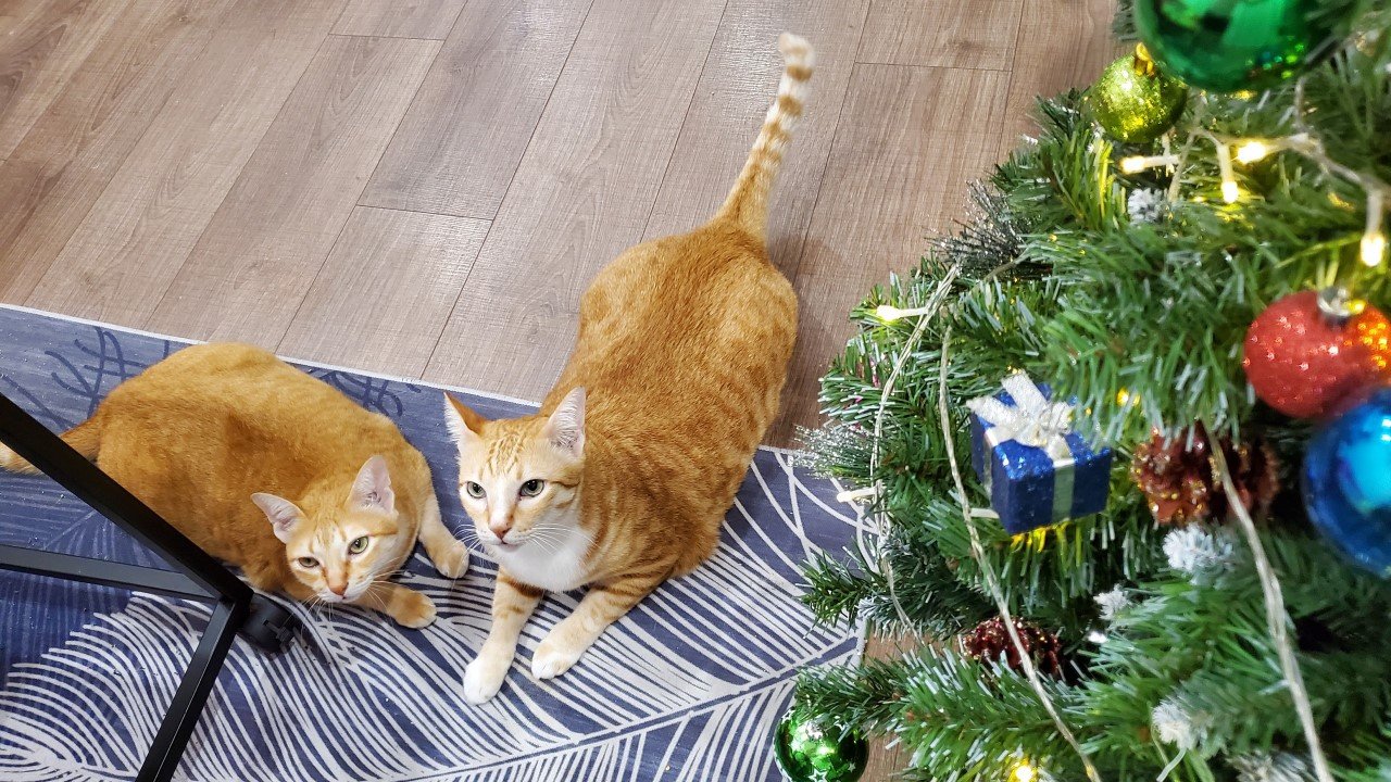 CBD Haustiere Katzen