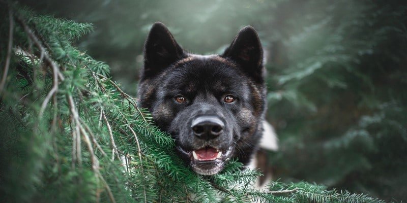 CBD Hunde Verwendung