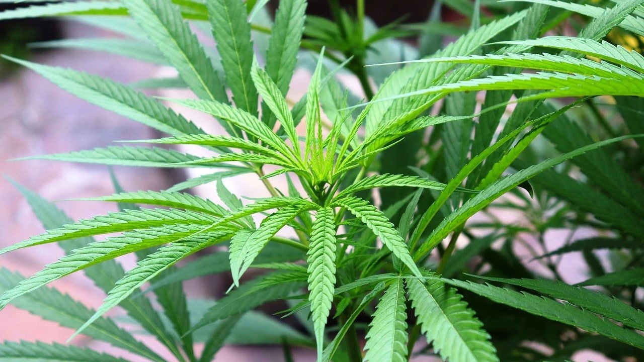 CBG Nutzhanf Anbauen