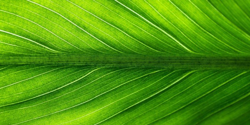 CBD-Hanf pflanzliche Mittel