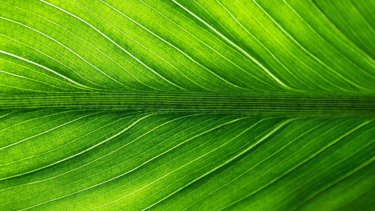 CBD-Hanf pflanzliche Mittel