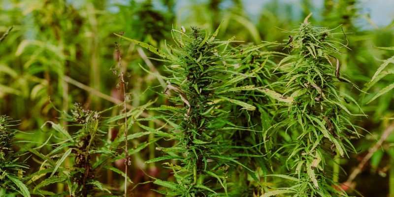 Fl&uuml;chtlinge Nutzhanf Anbau