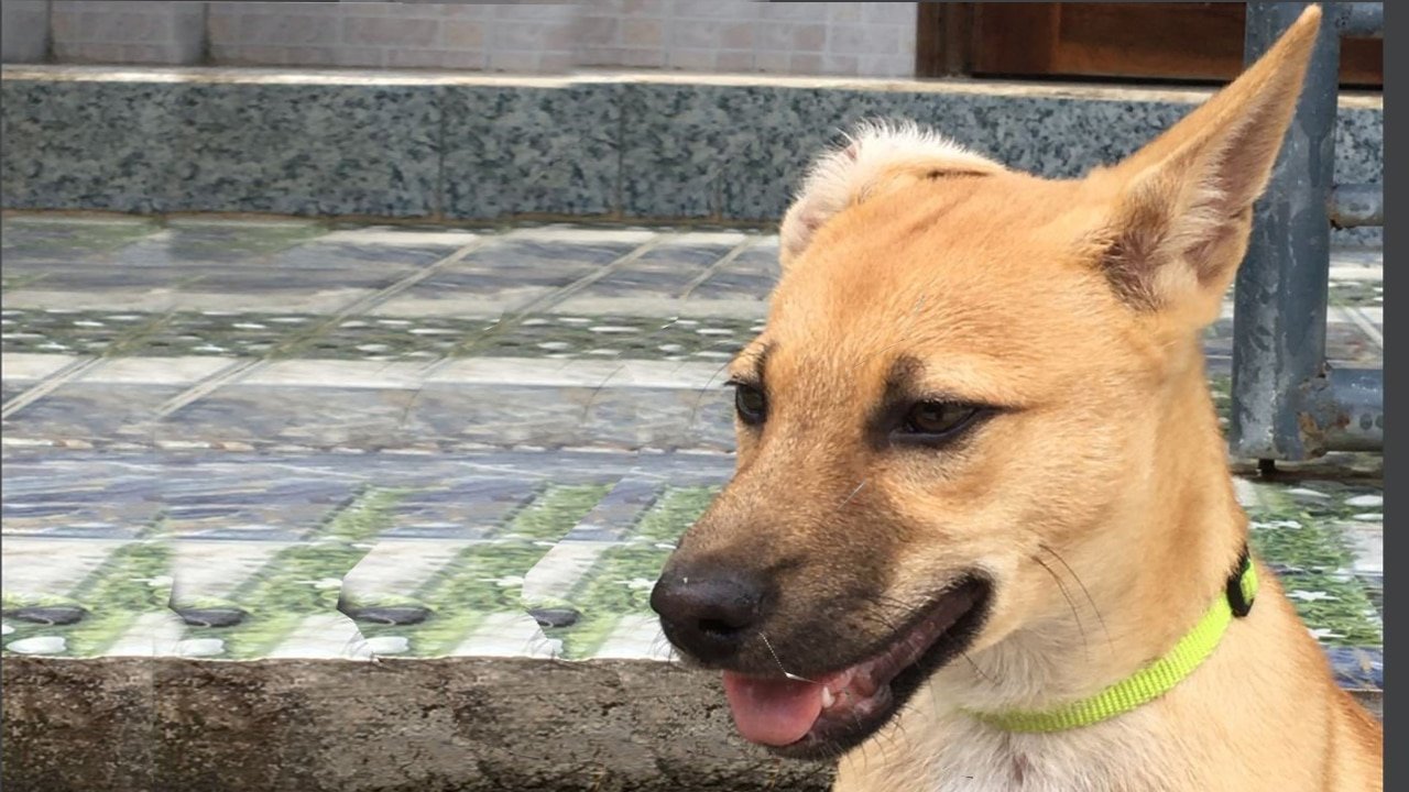 CBD Kauartikel Hunde