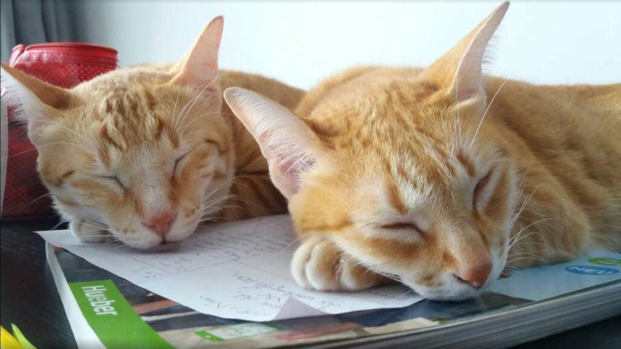 Schlafstörungen CBD CBN