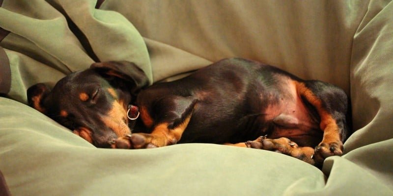 CBD Tierfutter Hunde