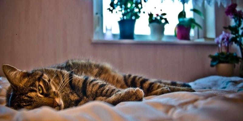 CBD Einschlafen Melatonin