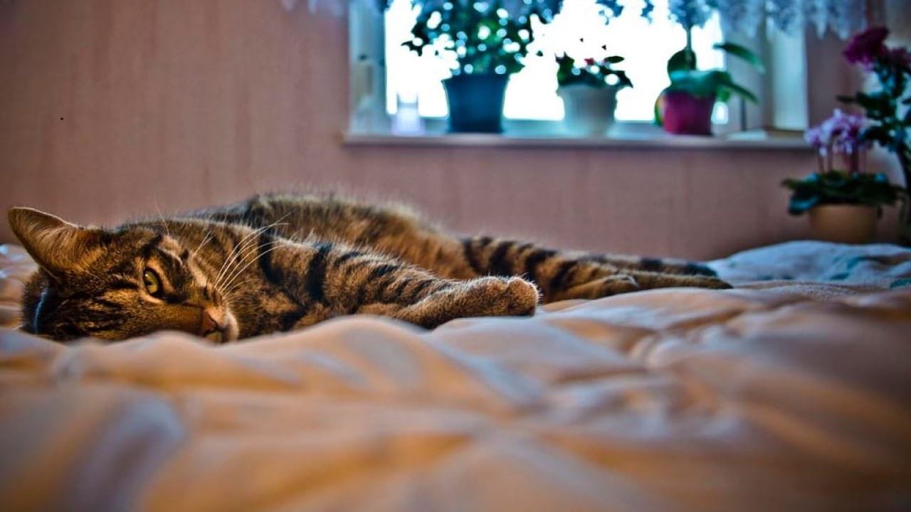 CBD Einschlafen Melatonin